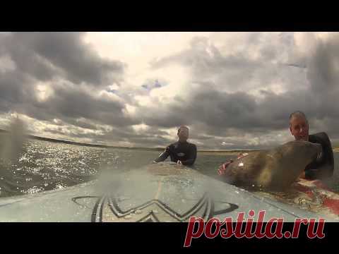Со вкусом Offensive: Baby Seal общается с Surfers