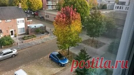 Эти деревья живут по своим законам... - Путешествуем вместе