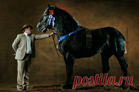 Purebred Arab Stalion Almesdampatch Twelve Years Old Wembley Horses Show 2001 Great Britain Stock Photo | Getty Images