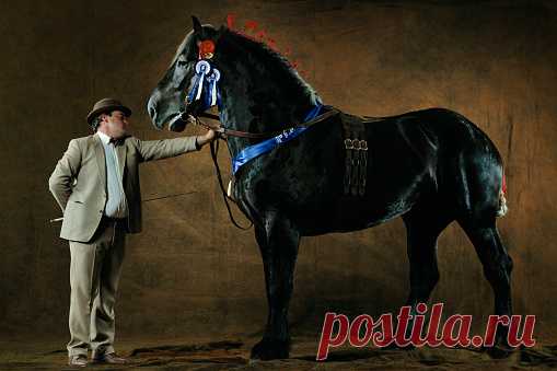 Purebred Arab Stalion Almesdampatch Twelve Years Old Wembley Horses Show 2001 Great Britain Stock Photo | Getty Images