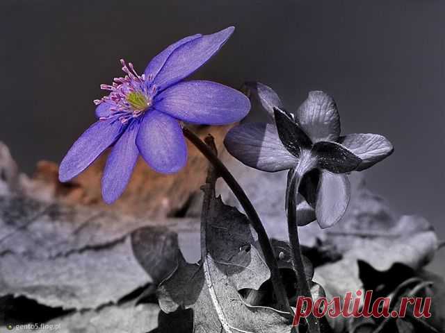 РАБОТА ОНЛАЙН! Приглашаю к сотрудничеству домохозяек, мамочек в декрете и желающих иметь дополнительный (или основной) доход!!! Инвестировать деньги в офис не надо, Ваше место работы – это Ваш компьютер. Пару часиков в день, СТРЕМЛЕНИЕ заработать и выход в интернет вот и все Ваши рабочие инструменты!!! ПРИСОЕДИНЯЙТЕСЬ! С кем поделиться информацией ?