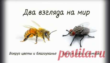 Притча о пчеле и мухе – Фитнес для мозга