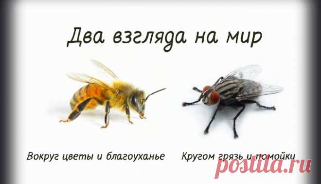 Притча о пчеле и мухе – Фитнес для мозга