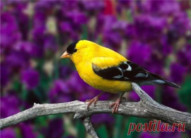 Самые красивые птицы в мире!