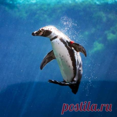 Впервые в мире: однополая пара пингвинов стала родителями для новорожденного птенца