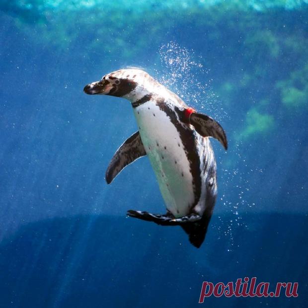 Впервые в мире: однополая пара пингвинов стала родителями для новорожденного птенца