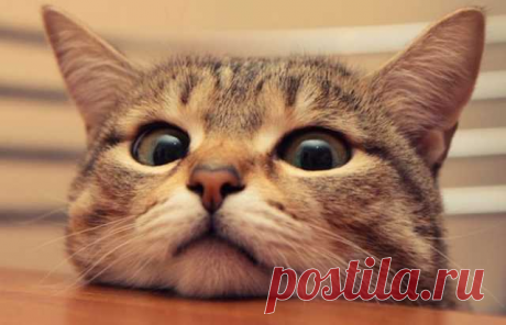 Любить кошку можно только на ее условиях.