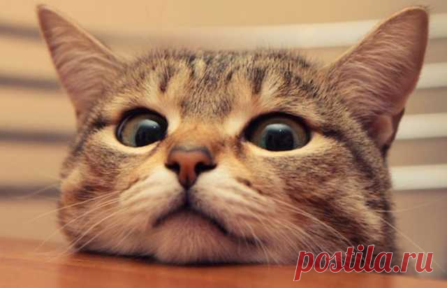 Любить кошку можно только на ее условиях.