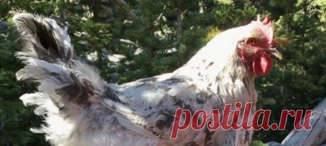 Люди говорят: «Боже мой, сколько-сколько ты потратила на курицу? Можно было просто положить ее в кастрюлю и пойти за другой». Но Селета ни за что не хотела терять верную питомицу.