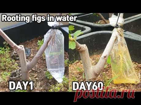 심심해서 해본 무화과 뿌리 내리기♥ㅣRooting figs in water