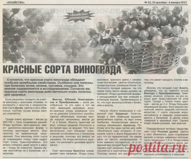 Красные сорта винограда