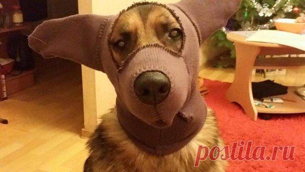 Хорошая защита от мороза, отита и отравлений