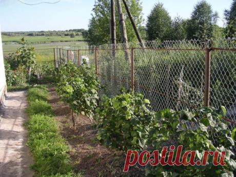 Чёрная смородина Ядрёная: нюансы посадки и ухода