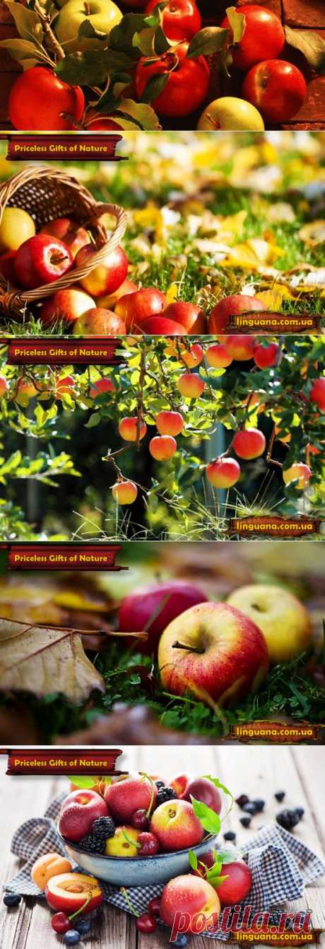 Linguana | Priceless Gifts of Nature