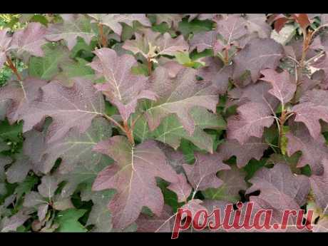 Гортензия дуболистная "Бургундия" в сентябре (Hydrangea quercifolia "Burgundy")