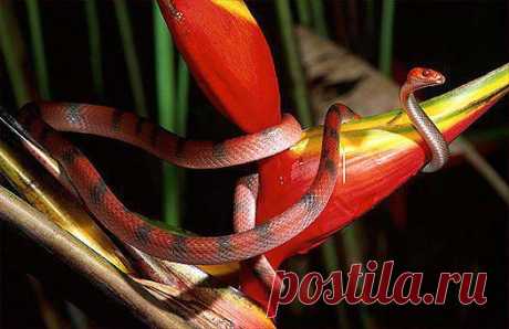 Banded treesnake (Tripanurgos compressus), French Guyana.