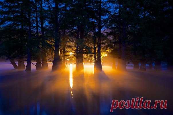 «Сон исполинов». Болотных кипарисы, Краснодарский край. Автор фото — Егор Никифоров: