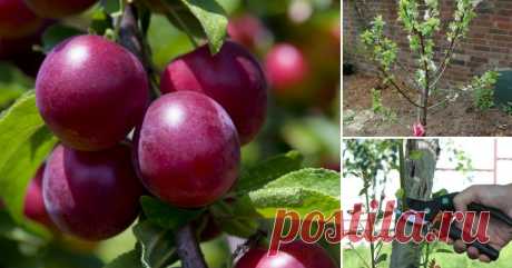 Выращивание сливы в саду – все о посадке, поливе, подкормках и обработках Полезные советы о том, как сажать сливу и ухаживать за ней на протяжении всего вегетационного периода.