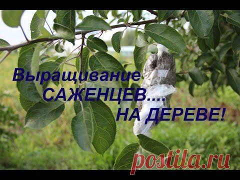 Выращивание саженцев...на дереве!