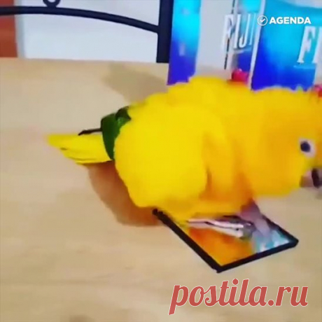 Довольный попугай..
