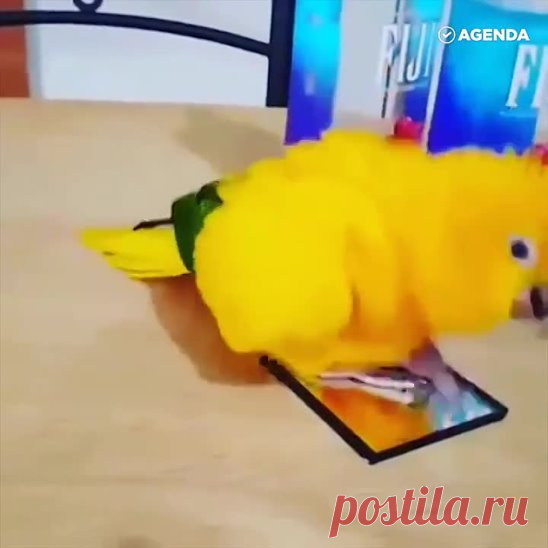 Довольный попугай..