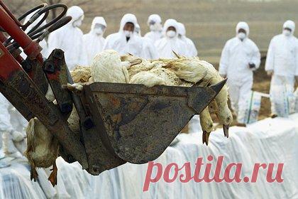 Роспотребнадзор оценил опасность пандемии птичьего гриппа