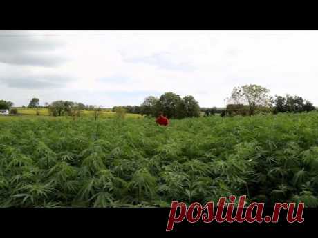 Why Kentucky farmers are quitting tobacco and turning to hemp