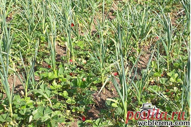 Борьба со слизнями на садовом участке: от препаратов до ловушек