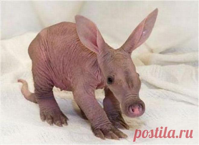 Зверята - малышата