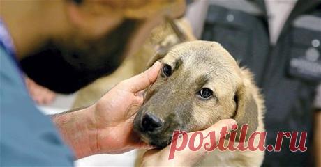 Щенок 10 дней выживал в колодце! Уникальная спасательная операция завершилась 15 февраля в турецком городе Бейкоз - на протяжении 10 дней специалисты пытались достать щенка из 70-метрового колодца. Все это время местные жители бросали барбосу еду, чтобы он не умер с голоду.












Несчастная псина упала в колодец,