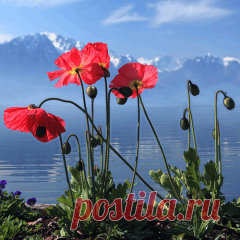 Одноклассники