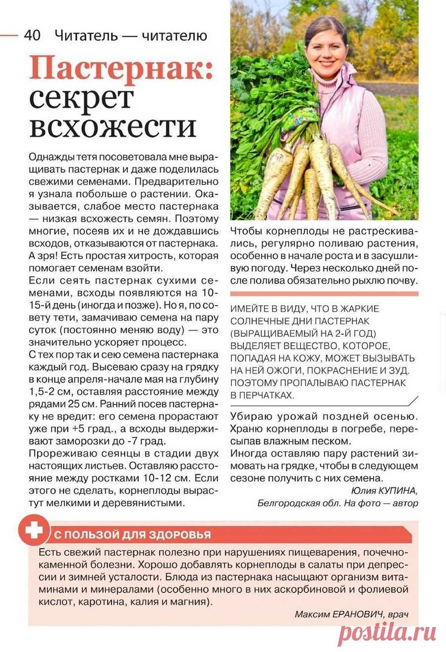 Пастернак: секрет всхожести