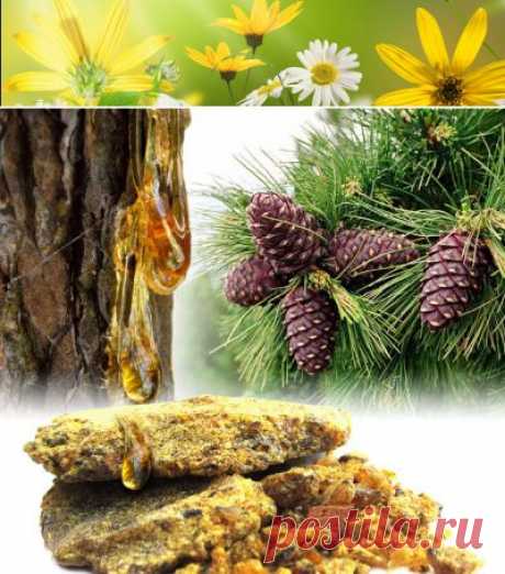Живица, полезные свойства, применение в народной медицине | Правила здоровья и долголетия
