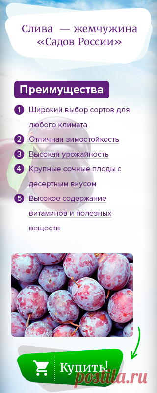 Домашняя Сливяночка / 7dach.ru