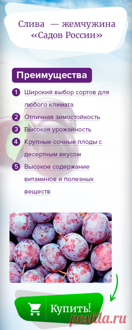 Домашняя Сливяночка / 7dach.ru