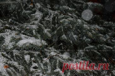 A coniferous tree branches covered in snow Стоковое фото, фотограф Ilaronsia / Фотобанк Лори