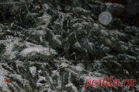 A coniferous tree branches covered in snow Стоковое фото, фотограф Ilaronsia / Фотобанк Лори