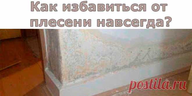 Как избавится от плесени навсегда? | Полезные советы