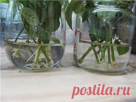 НАТУРАЛЬНЫЕ СТИМУЛЯТОРЫ ОБРАЗОВАНИЯ КОРНЕЙ 
Сохраните, чтобы не потерять! 

1. Мед. В 1,5 л воды растворяют чайную ложечку меда, черенок помещают в раствор на одну треть и выдерживают в нем 12 часов.
Показать полностью…