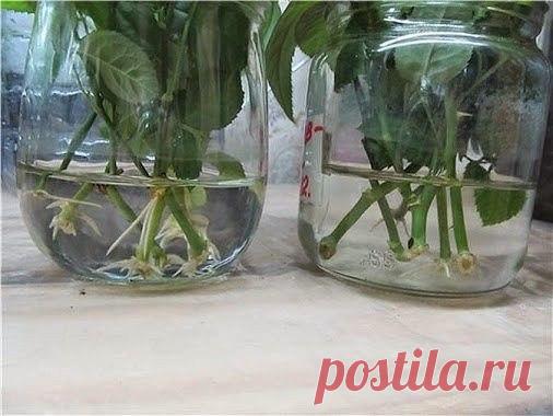 НАТУРАЛЬНЫЕ СТИМУЛЯТОРЫ ОБРАЗОВАНИЯ КОРНЕЙ 
Сохраните, чтобы не потерять! 

1. Мед. В 1,5 л воды растворяют чайную ложечку меда, черенок помещают в раствор на одну треть и выдерживают в нем 12 часов.
Показать полностью…