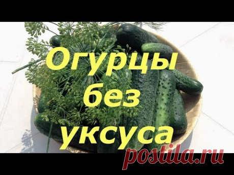 212. Огурцы без уксуса. Хрустят и не взрываются