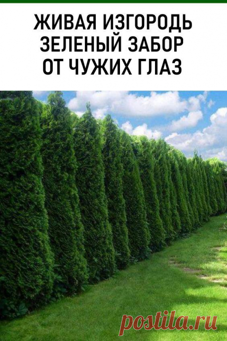 Живая изгородь — зеленый забор от чужих глаз! Чтобы сделать ограду, не обязательно строить забор. В некоторых ситуациях достаточно посадить живую изгородь. #дача #забор #зеленыйзабор #живаяизгородь