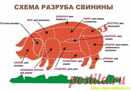 Как выбрать нужный отруб мяса для блюд из свинины