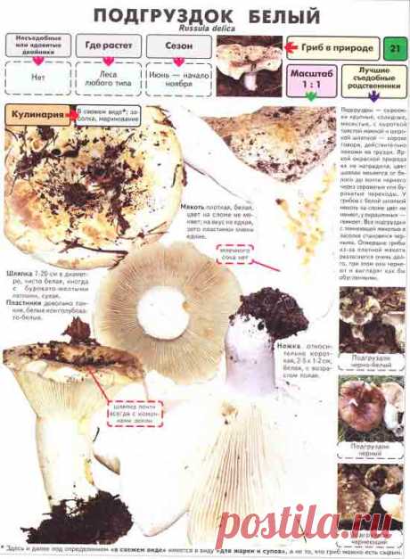 Подгруздок белый / Съедобные грибы, ягоды, травы
