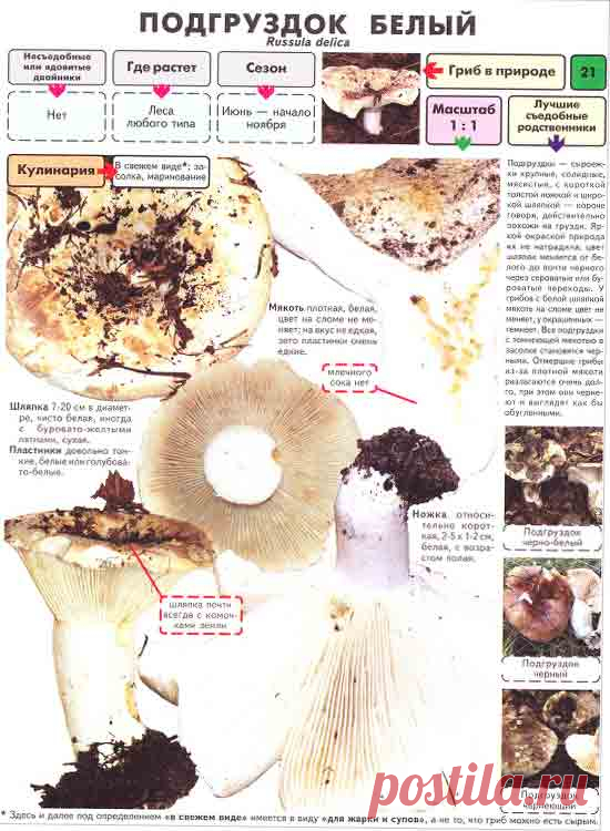 Подгруздок белый / Съедобные грибы, ягоды, травы