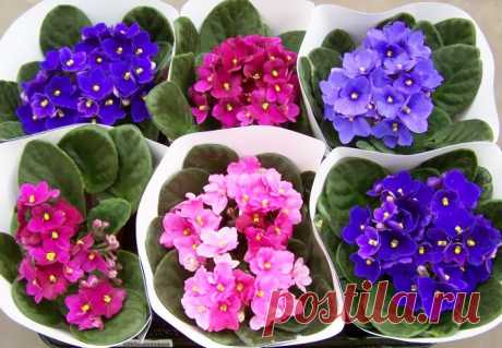 ОСОБЕННОСТИ УХОДА И ВЫРАЩИВАНИЯ ФИАЛКИ🌺
