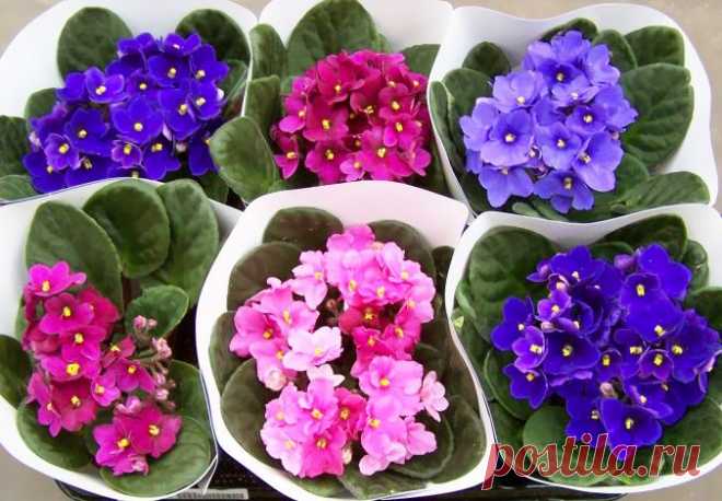 ОСОБЕННОСТИ УХОДА И ВЫРАЩИВАНИЯ ФИАЛКИ🌺