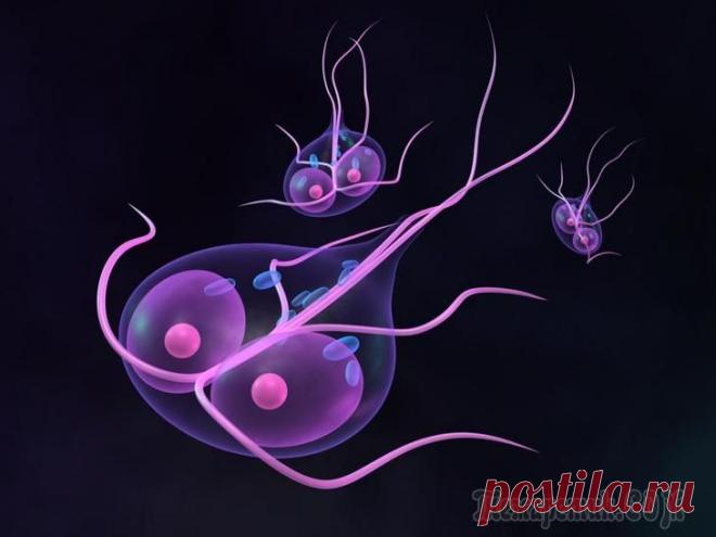 25 рецептов народной медицины от лямблиоза