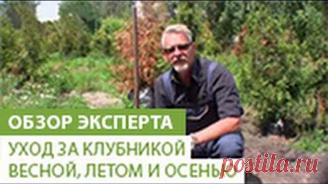 Как правильно ухаживать за клубникой весной, летом и осенью