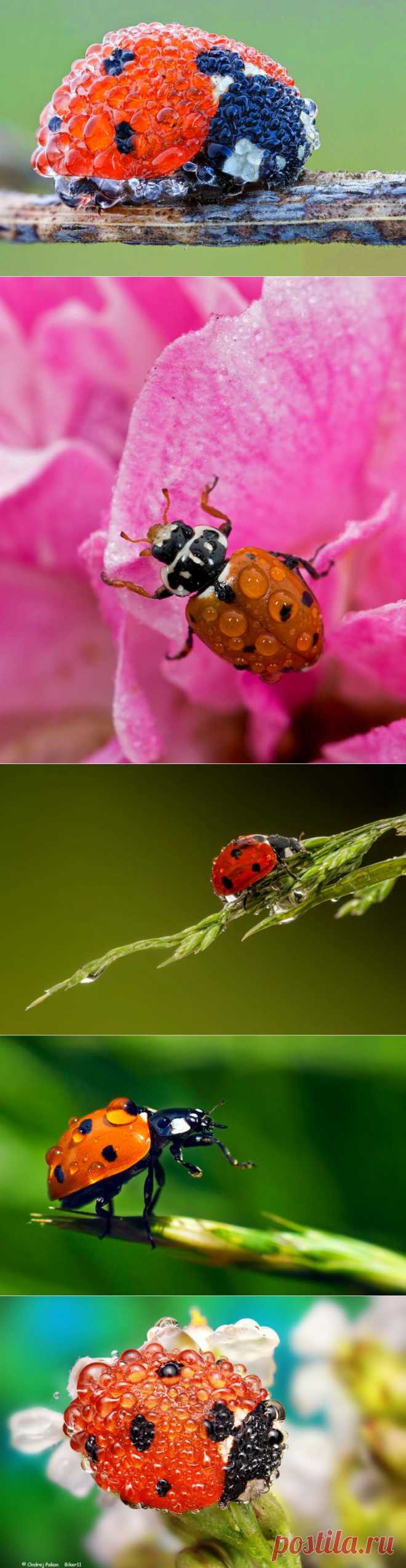 Божьи коровки в капельках росы!.